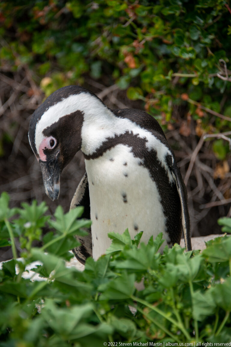 Close African penguin moving through green shrubs, with pink eye patch, black bill, and spotted white breast visible.