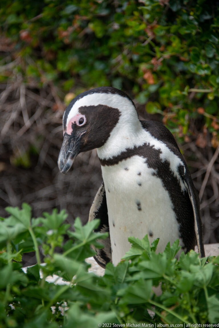 Close African penguin moving through low green vegetation, with pink eye patch and spotted white breast visible.