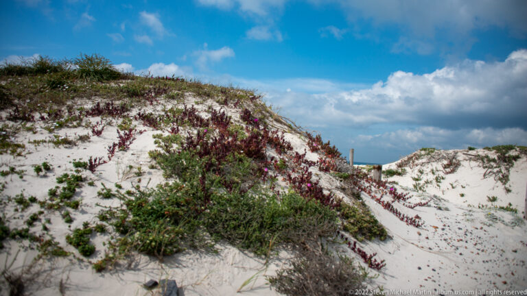 Green and purple-flowering plants growing across steep white coastal dunes beneath a blue, clouded sky.