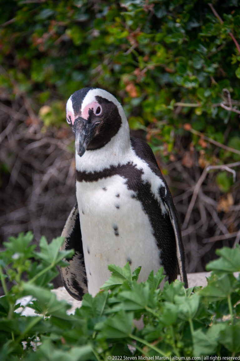 African penguin facing forward behind green foliage, showing both pink eye patches and black-and-white facial markings.
