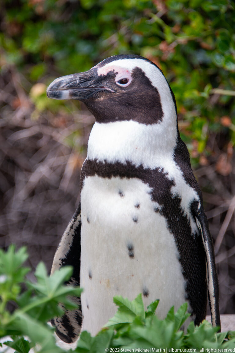 Tight side portrait of an African penguin showing its dark bill, pink eye patch, white facial band, and spotted breast.