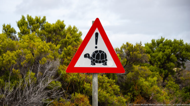 Triangular roadside warning sign with a black tortoise symbol, standing in dense green fynbos vegetation.