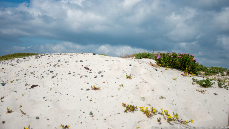 White dune crest with scattered low plants, small yellow flowers, and a magenta-flowering shrub under dark clouds.