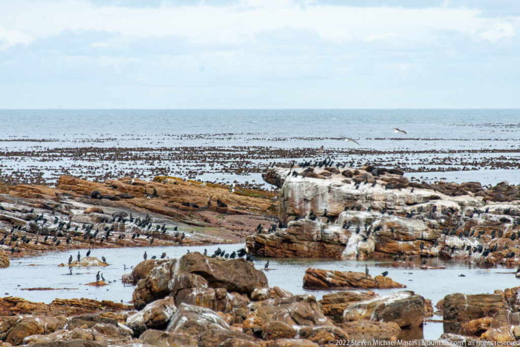 Layered coastal rocks with kelp beds, tide pools, seabirds, and a guano-stained outcrop beside the open sea.