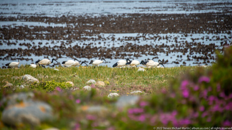 Several African sacred ibises with black heads and curved bills walking through grass above dark kelp-covered tidal flats.