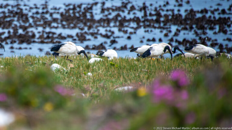 Group of African sacred ibises walking through coastal grass, with purple flowers blurred in front and kelp behind.