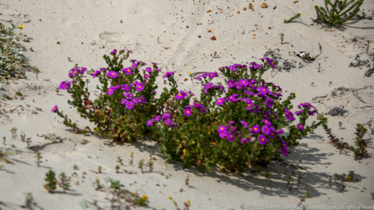 Low mound of vivid purple flowers growing in pale dune sand with sparse surrounding vegetation.
