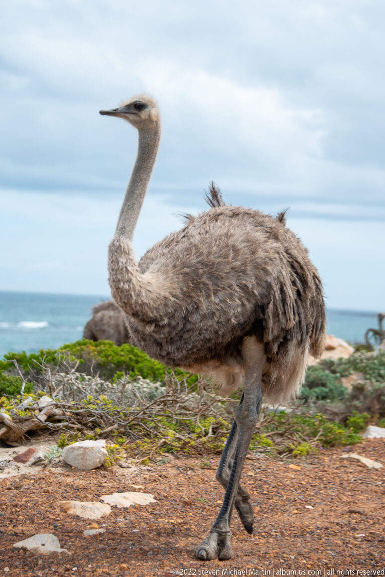 Brown-gray common ostrich walking across low coastal vegetation with the ocean and rocks behind.