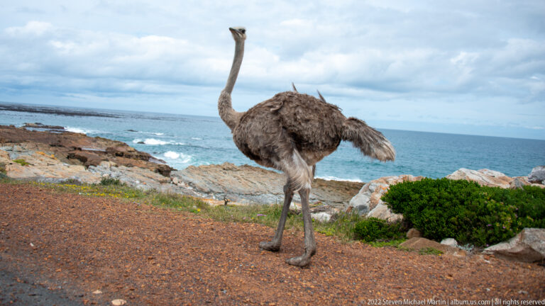 Brown-gray common ostrich walking away along a reddish coastal track with ocean and low shrubs behind.