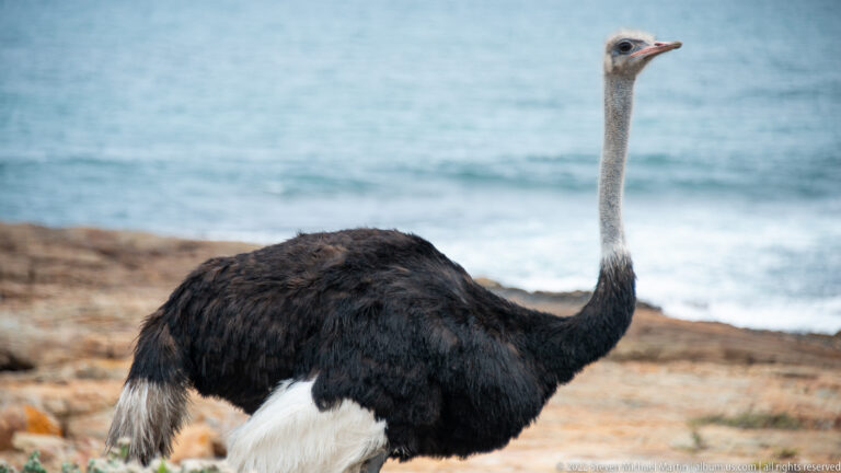 Adult male common ostrich with black body and white wing feathers standing beside a blurred blue ocean.