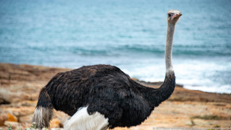 Adult male common ostrich in side profile, with black-and-white plumage and long pale neck against turquoise sea.