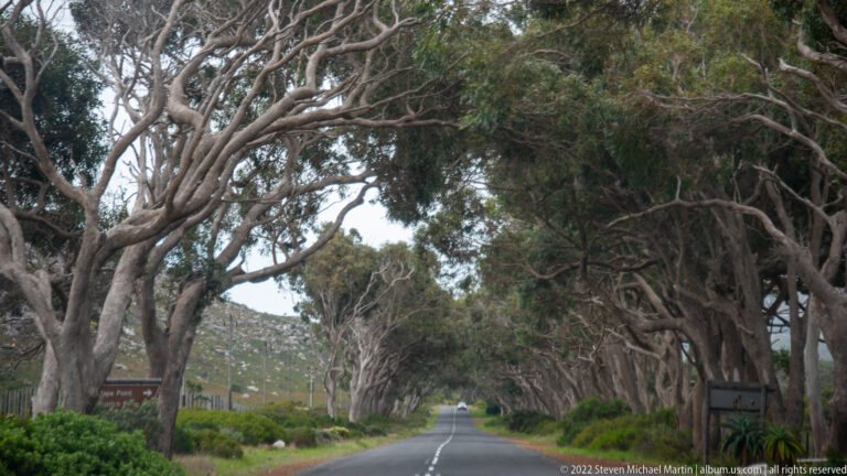 Straight paved road beneath an arching tunnel of mature pale-trunked trees, with low shrubs and mountains beyond.