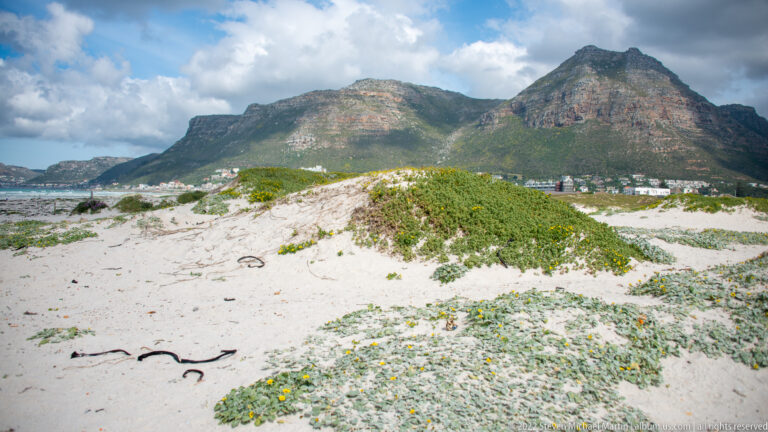 Silver-green dune vegetation and yellow flowers on white sand, with Muizenberg's mountain backdrop and buildings beyond.