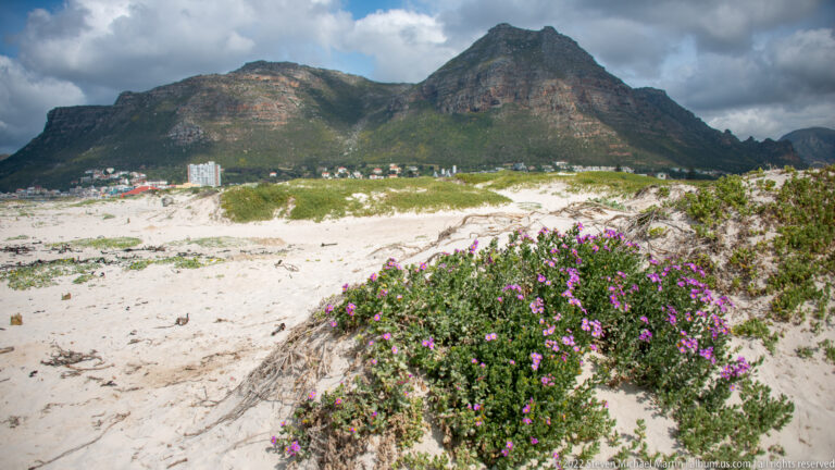Purple-flowering shrub beside white dunes, with buildings and steep mountains in the distance.