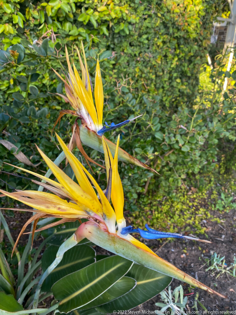 Orange-yellow and blue bird-of-paradise flowers among broad green leaves and dense garden foliage.