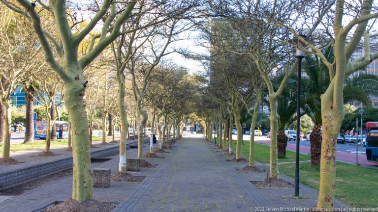 Straight paved promenade lined with mature trees, benches, and lampposts beside a city road.