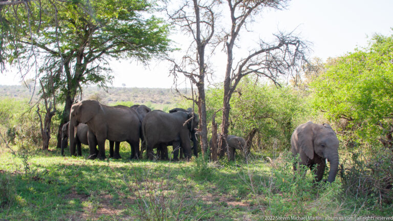 Group of African elephants standing close together under trees, with another elephant at right among shrubs.
