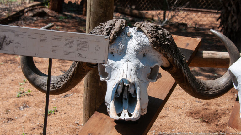 Large horned bovid skull displayed frontally beside an interpretive panel on a wooden outdoor stand.