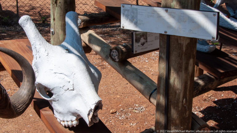 Elongated ungulate skull in side view beside a rectangular interpretive label on a wooden display.