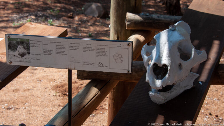 Large carnivore skull with prominent canine teeth displayed beside an interpretive information panel.