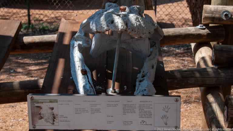 Front-facing hippopotamus skull with open jaws and very large curved canine teeth above an interpretive panel.