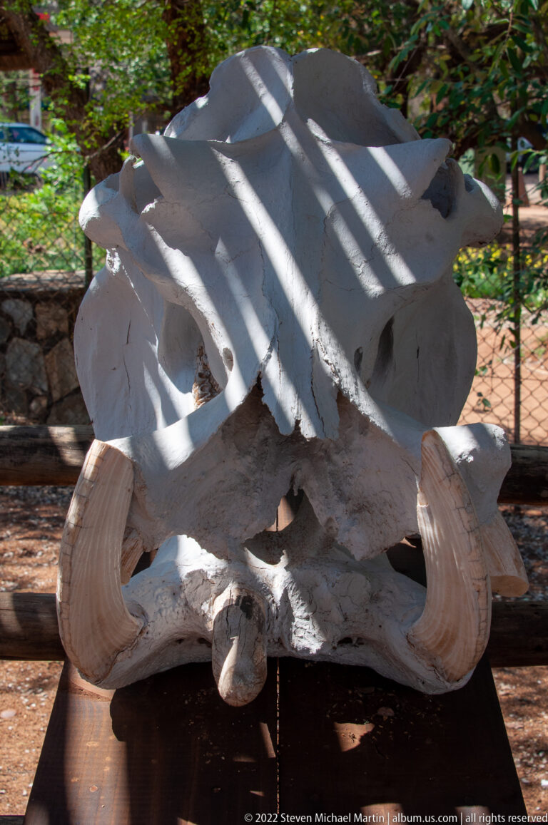 Front view of a large African elephant skull with two curved tusks on an outdoor display stand.