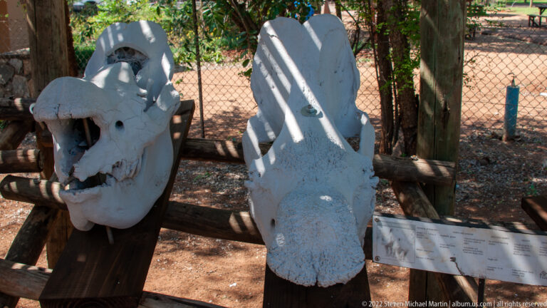 Two large pale mammal skulls mounted side by side on a wooden outdoor exhibit rack.
