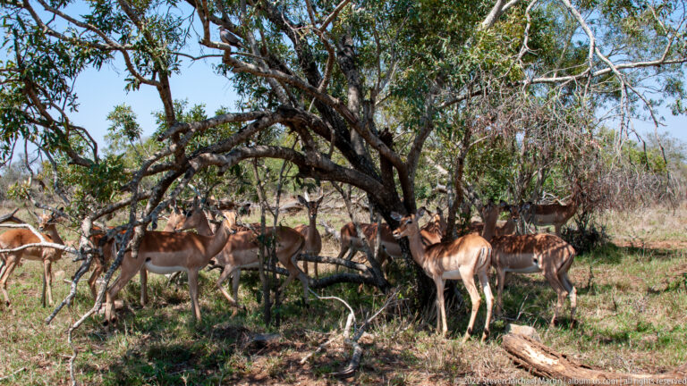 Several impalas standing and resting beneath a spreading tree in dry woodland.