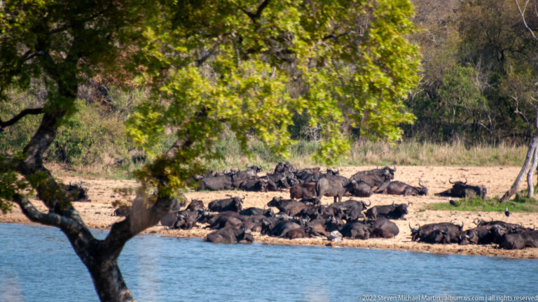 Large herd of African buffalo clustered along a dry waterhole bank, framed by a leafy tree at left.