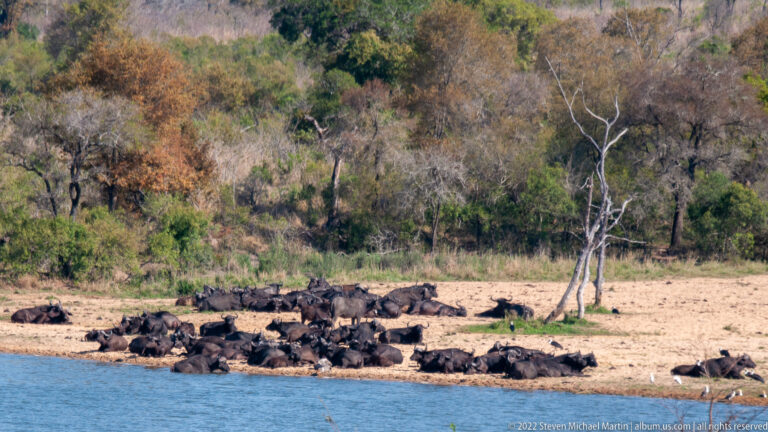 Wide view of many African buffalo lying and standing along the sandy shore of a waterhole.