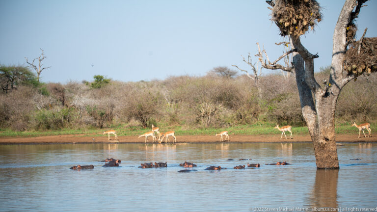 Several hippos swimming in a waterhole while impalas stand on the far bank behind a dead tree trunk.