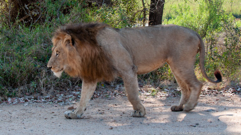 Adult male African lion with a dark mane walking left along a dirt road beside dense bush.