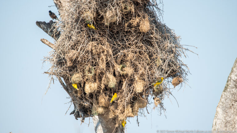 Large cluster of hanging woven grass nests in a tree with several bright yellow weaver birds perched among them.