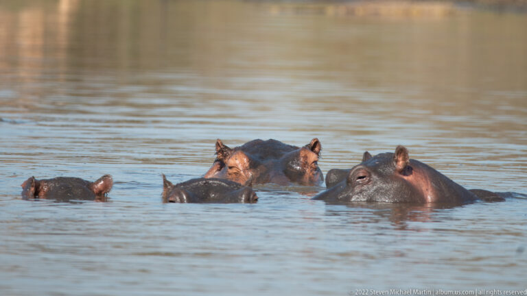Several hippopotamus heads and backs protrude from calm brown water.