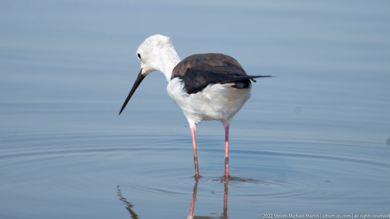 Black-and-white stilt standing in shallow water on very long pink legs.