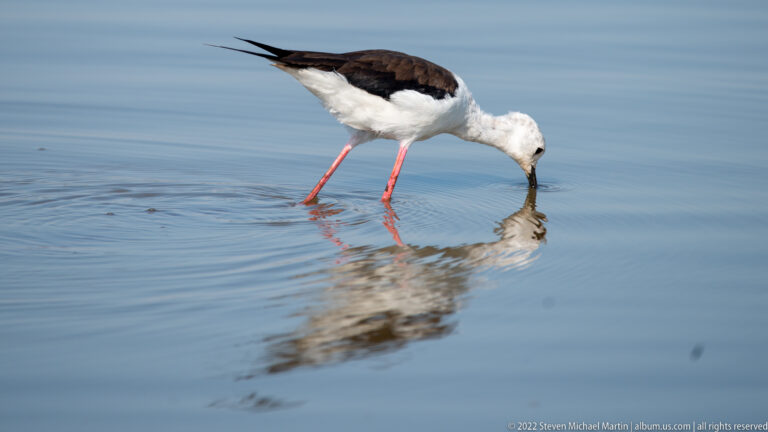 Black-winged stilt bends to probe shallow water, with its reflection below.