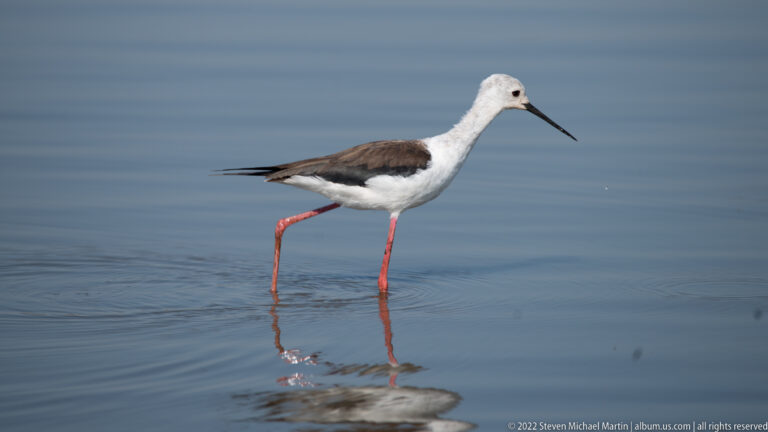 Side view of a black-winged stilt walking through smooth shallow water.