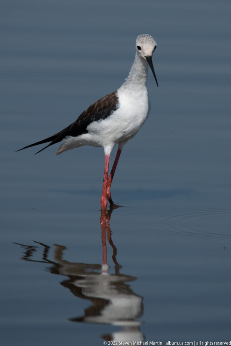 Black-winged stilt stands in blue water above a long dark reflection.