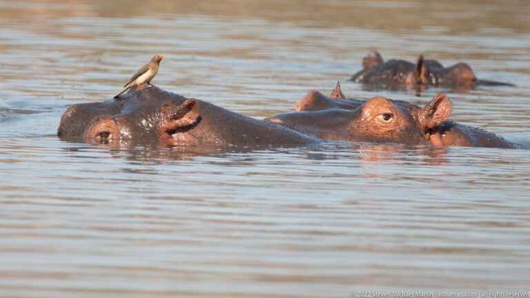 Two hippopotamuses surface together with a small oxpecker perched on one back.