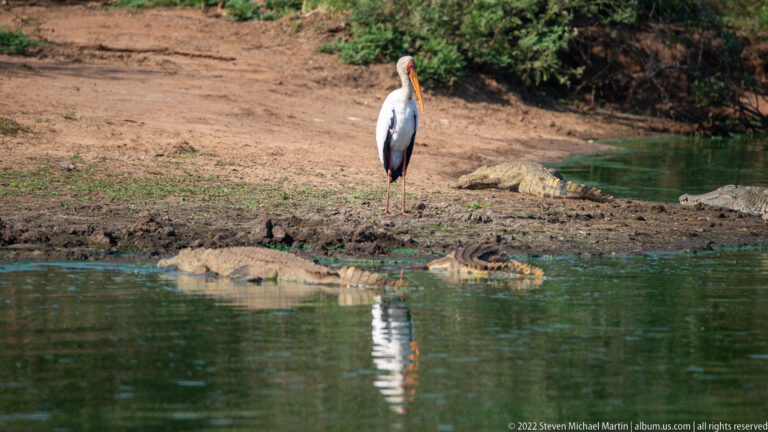 Yellow-billed stork stands on a muddy bank among several resting crocodiles.