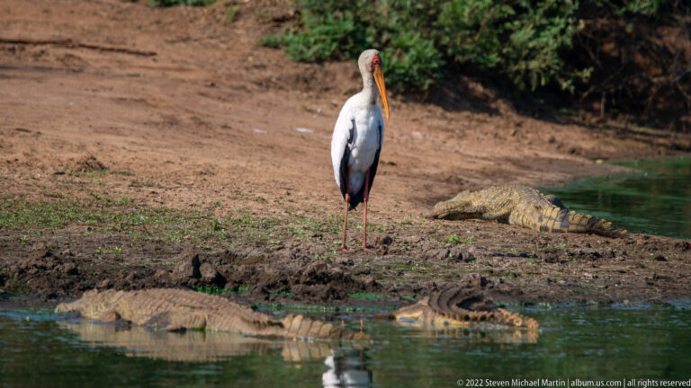 Yellow-billed stork stands behind large crocodiles resting along a muddy shoreline.