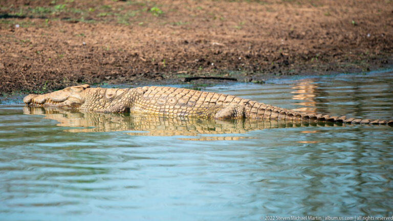 Large Nile crocodile lies partly submerged with armored back and tail visible.