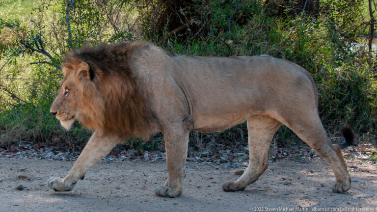 Broadside view of a mature male lion walking left beside green roadside vegetation.