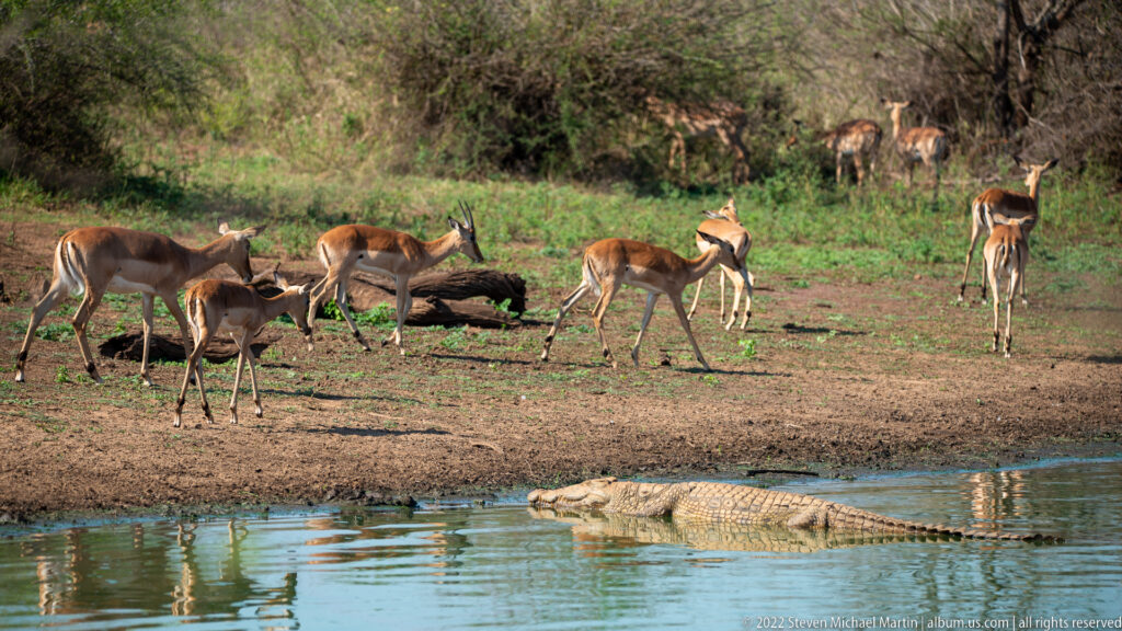 Impalas gather on a bank while a crocodile rests partly submerged in foreground water.