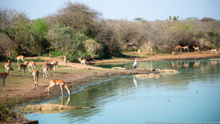 Wide waterhole scene with impalas, a stork, and crocodiles along the shore.
