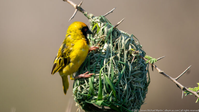Yellow male weaver clings to a woven grass nest hanging from a thorny branch.