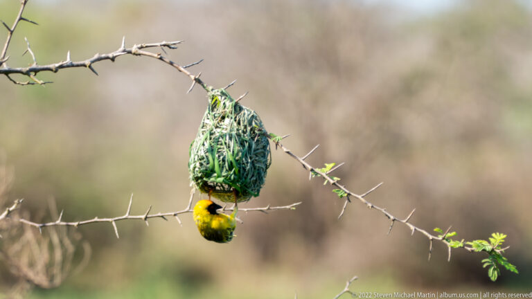 Yellow weaver hangs upside down beneath a woven nest on a thorny branch.