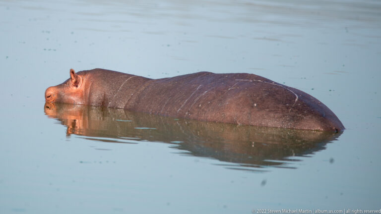Solitary hippopotamus lies almost fully submerged in still pale-blue water.