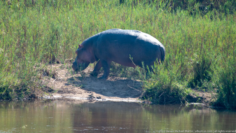 Large hippopotamus walks on a sandy bank beside tall green vegetation and water.