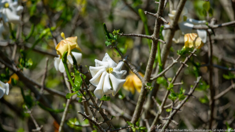 White trumpet-shaped flowers and yellowing blooms among green leaves and thorny stems.